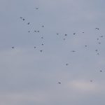 Crossbills, Leith Hill (M Davis).