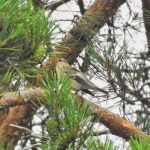 Pied Flycatcher, Crooksbury Common (J Hunt).