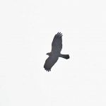 Marsh Harrier, Tice's Meadow (A Jacobs).