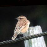 Whinchat, Crooksbury Common (P Mattos).