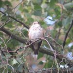 Spotted Flycatcher, Blackheath (K Britten).