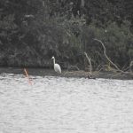 Great Egret, Badshot Lea (J Hunt).