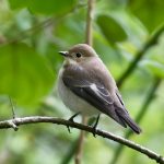 Pied Flycatcher, Rotherhithe (R Page-Jones).