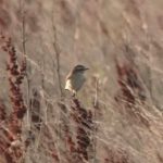Whinchat, Papercourt Water Meadows (E Sames).