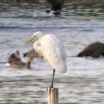 Great Egret, Tice's Meadow (J Hunt).