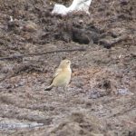 Wheatear, Shackleford (K Britten).