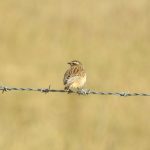 Whinchat, Pewley Down (M Kettell).