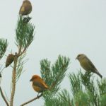 Crossbills, Crooksbury Common (M Fincham).