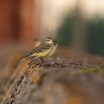 Yellow Wagtails, Island Barn Reservoir (C Turner).