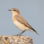 Wheatear, Island Barn Reservoir (C Turner).
