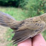 Grasshopper Warbler, Capel (W Attridge).