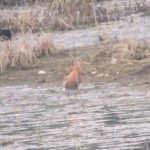 Black-tailed Godwit, Tice's Meadow (J Hunt).