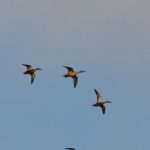 Pintail and Shoveler, Beddington Farmlands (P Alfrey).