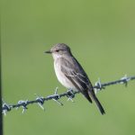 Spotted Flycatcher, Shackleford (E Stubbs).