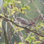 Wryneck, Shackleford (E Stubbs).