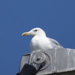 Caspian Gull, Walton-on-Thames (E Stubbs).