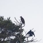 Osprey, Thursley Common (E Stubbs).