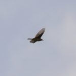 Yellow Wagtail, Holmethorpe (G Hay).