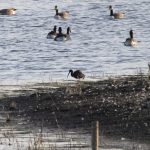 Glossy Ibis, Tice's Meadow (E Stubbs).
