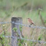 Whinchat, Holmethorpe SP (G Hay).