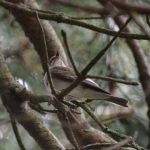 Spotted Flycatcher, Holmethorpe SP (G Hay).