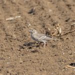 Short-toed Lark, Shackleford (E Stubbs).