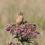 Whinchat, Shalford Water Meadows (S Chastell).