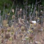 Whinchat, Priest Hill (I Rowe).