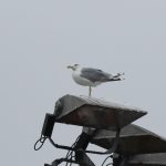 Caspian Gull, Walton-on-Thames (D Harris).