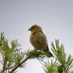 Crossbill, Crooksbury Common (J Hunt).