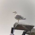 Caspian Gull, Walton-on-Thames (S Musievski).