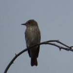 Spotted Flycatcher, Blackheath (K Britten).