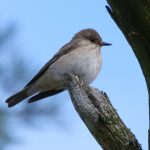 Spotted Flycatcher, Leith Hill (M Davis).