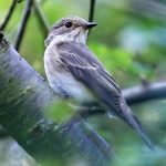 Spotted Flycatcher, Rotherhithe (R Page-Jones).