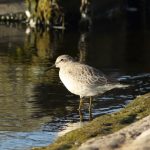 Knot, Island Barn Reservoir (D Harris).