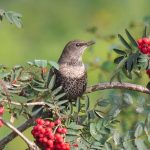 Ring Ouzel, Leith Hill (M Davis).