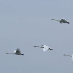Whooper Swans, West Molesey (D Harris).