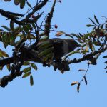 Ring Ouzel, Leith Hill (A Goddard).