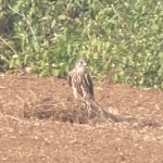 Merlin, Shackleford (G James).