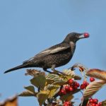 Ring Ouzel, Leith Hill (M Leitch).