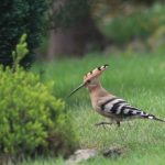 Hoopoe, Reigate (S Lyons).