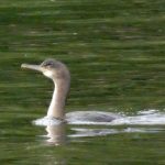 Shag, Kingston upon Thames (A Skotnicki).