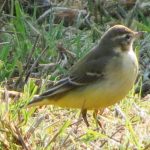 Yellow Wagtail, Hedgecourt Lake (K Noble).