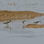 Greenshank, Beddington Farmlands (G Spinks).