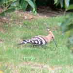 Hoopoe, Reigate (N Allen).