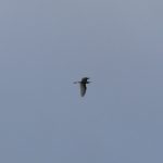 Great Egret, Ripley (S Renaud).