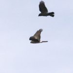 Hen Harrier, Thursley Common (D Brassington).