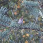 Little Bunting, Thursley Common (E Stubbs).