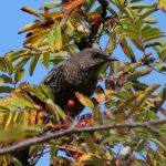 Ring Ouzel, Leith Hill (M Davis).