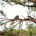 Nightjar, Chobham Common (M Talbot).